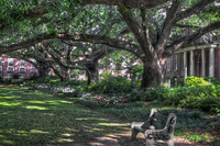 Under-the-oaks