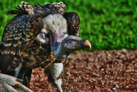 R-ppells-griffon-vulture