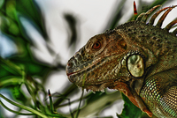 Iguana