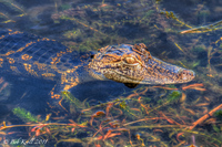 Yearling-gator