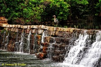 Heron-on-mill-dam