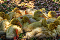 Birds-of-a-feather