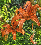 Tiger-lilly