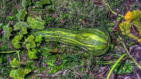 Zucchini