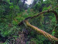 Tropical-decay