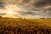 Staring-into-the-sunset-