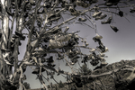 The-shoe-tree-near-shaniko-or