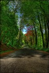 Forest-road