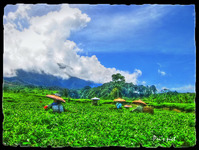 Tea-pickers