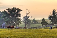 Horses-in-the-fog-of-morning