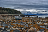 Blue-mussell