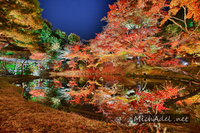 Maple-reflection