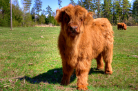 -baby-highland-
