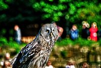 Great-gey-owl