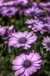 Lilac-flower-power