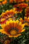 Fiery-flower-power
