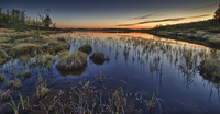 My-little-fish-lake