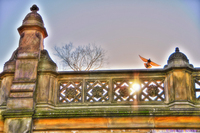 Skyline-pigeon-