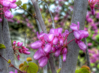 Cercis-siliquastrum
