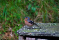 Tree-chaffinch