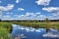 Brackish-marsh-rice-fields-