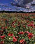 Cranborne-poppy-fields
