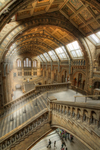 The-natural-history-museum