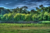 Coppell-tx-tree-city-