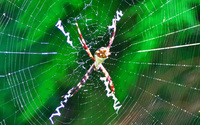 Saint-andrew-s-cross-female