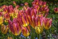 Tulips