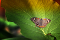 2-11-butterflies-39