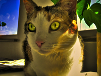 Miau