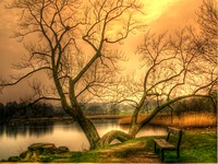 The-magic-tree-in-a-magic-place