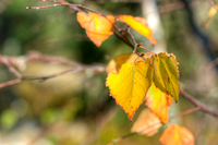 Birch-leaves