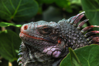 Hdr-iguana