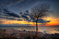 Lonely-