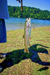 Fishin