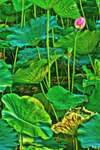An-old-lotus-leaf