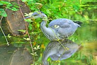 Heron