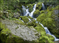 Moss-silk