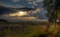 Cows-and-west-of-the-czech-republic-