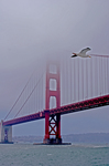 Golden-state-bridge