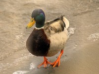 The-duck