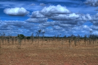 Serengeti