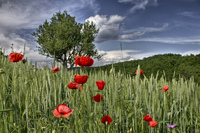 Red-green-and-blue