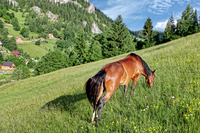 Pasture