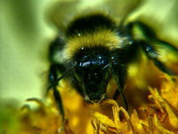 Bee