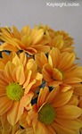 Flowers-at-home-