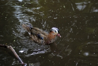 Mandarin-duck