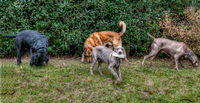 My-dogs